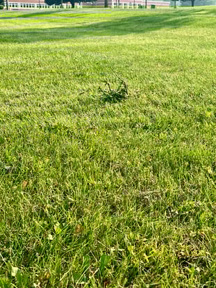 Weed in a field of grass